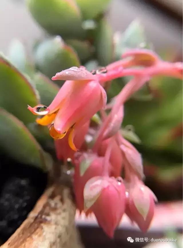 沉浸在花花草草的世界里,沉浸在动物和花海世界中