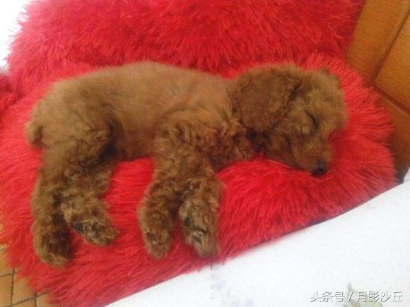 泰迪狗感冒症状严重了怎么办,泰迪犬感冒有哪些症状