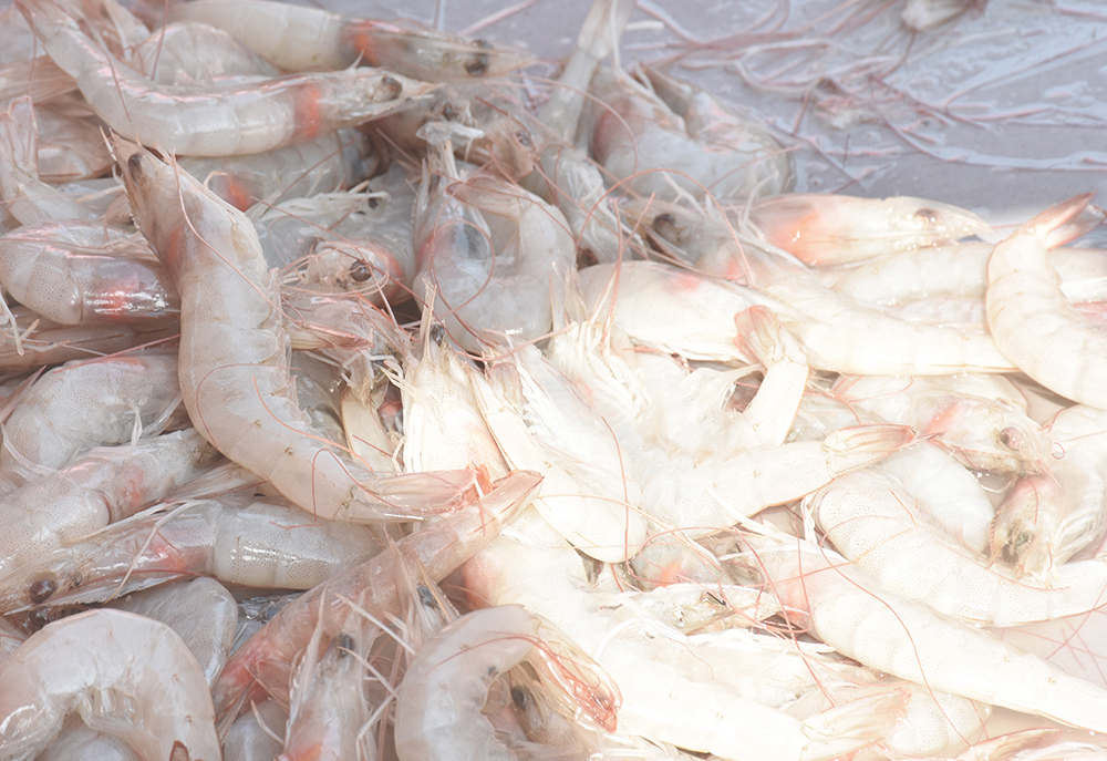 经典海鲜摄影图片,鲜活海鲜摄影技巧