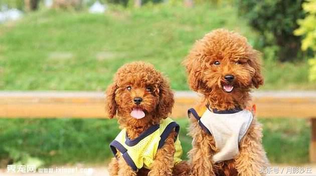 泰迪犬的正确喂养方法,泰迪犬刚生过小狗怎么喂养下奶