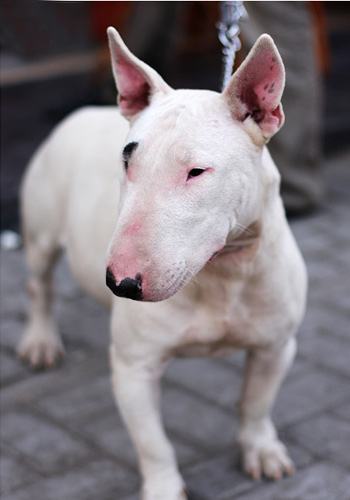 盘点全网最精的狗狗,史上最全狗狗大全