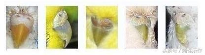 宠物鹦鹉幼鸟公母一对,宠物鹦鹉怎么分