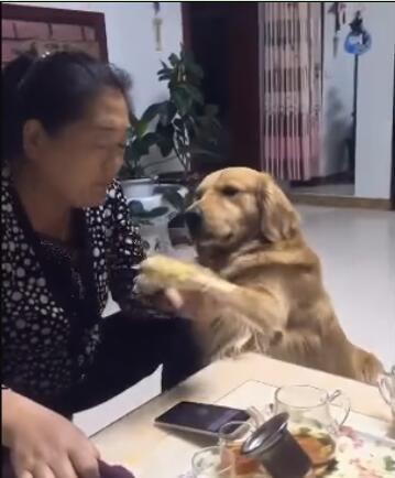 主人在吃玉米金毛狗也想吃结果没一会儿这狗就直接抢走玉米！