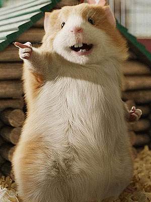 豚鼠臭不,豚鼠的屎臭到顶不住