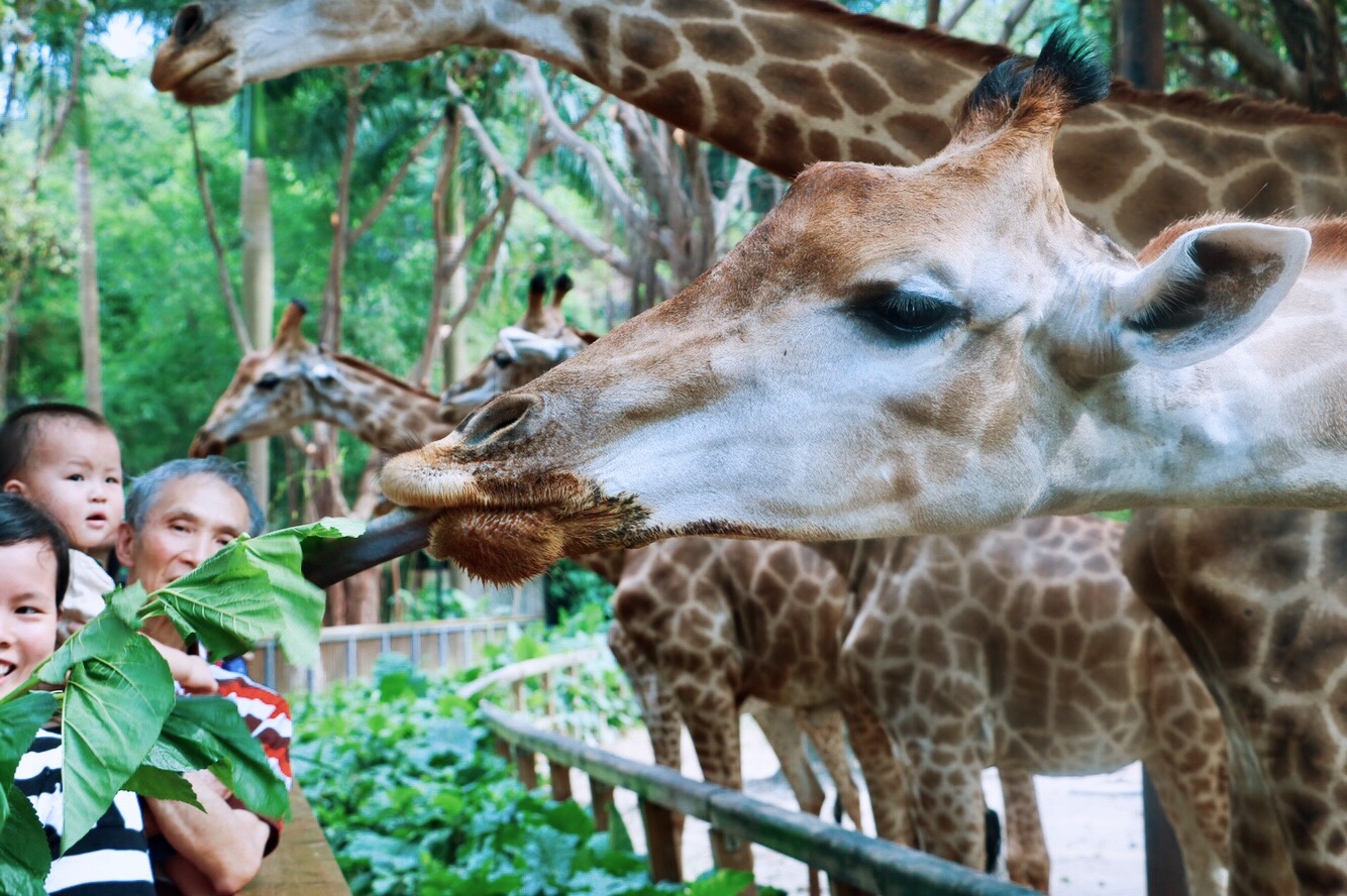 一月广州长隆野生动物园游玩攻略,长隆海洋王国不可错过