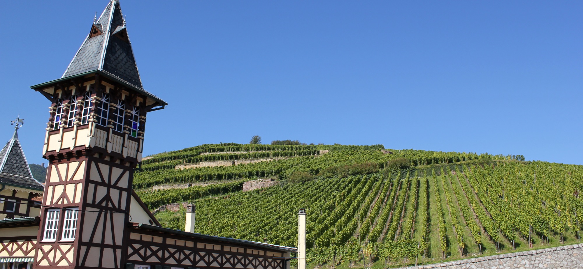 鍊煎緱鏀惰棌鐨勯浄鍙镐护,椋庨潯鍏ㄧ悆鐨勯浄鍙镐护