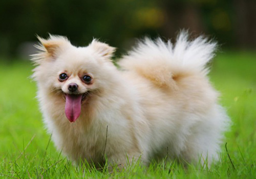 狗狗吃完驱虫药呕吐拉稀有血,狗狗吃完驱虫药呕吐打嗝