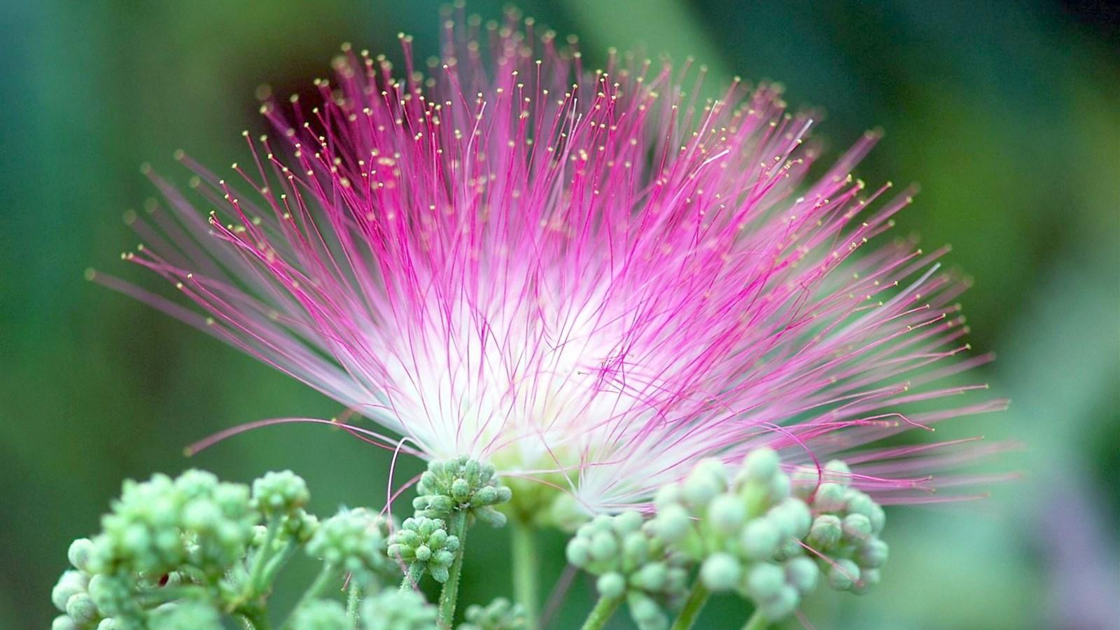 路边常见的花,解郁安神治失眠,清热解暑能解酒