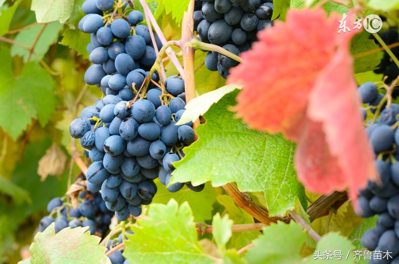 葡萄软梗的解决方法,葡萄落粒如何处理