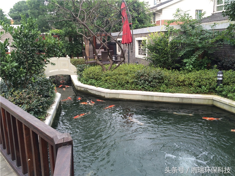 我宁愿化做池塘里的一尾锦鳞,不畏浮云,不惧声色,不问世俗!