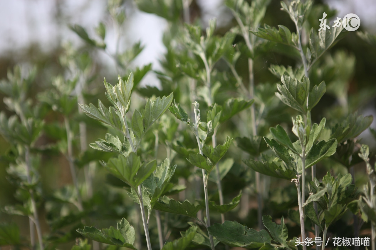 艾叶能否除痒,艾叶怎么处理治皮肤痒