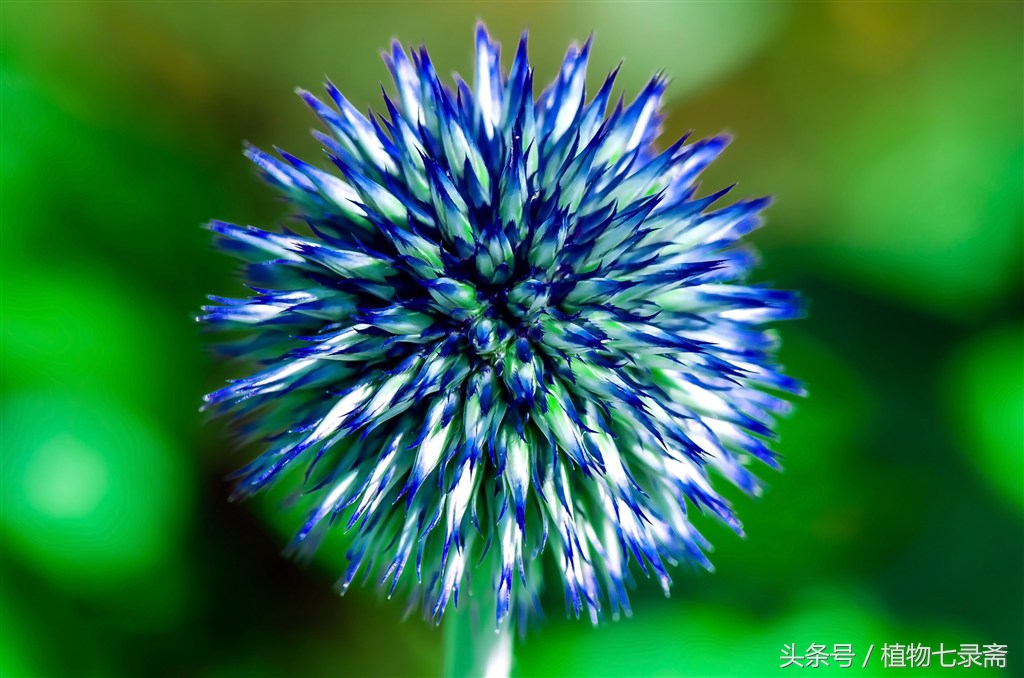 怎么知道浇花水浇够了,浇花怎样知道浇透了没有