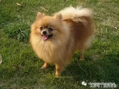 博美犬是什么犬种,犬种介绍马犬