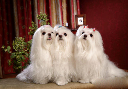 盘点全网最精的狗狗,史上最全狗狗大全