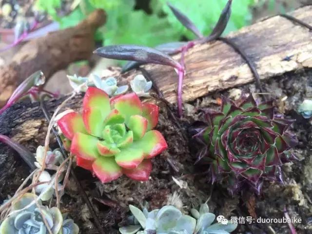 养了一年多的多肉没啥变化说说,养了几年的多肉快要全军覆没了