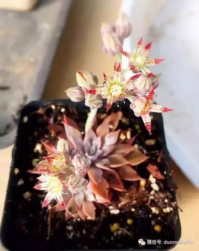 养了一年多的多肉没啥变化说说,养了几年的多肉快要全军覆没了