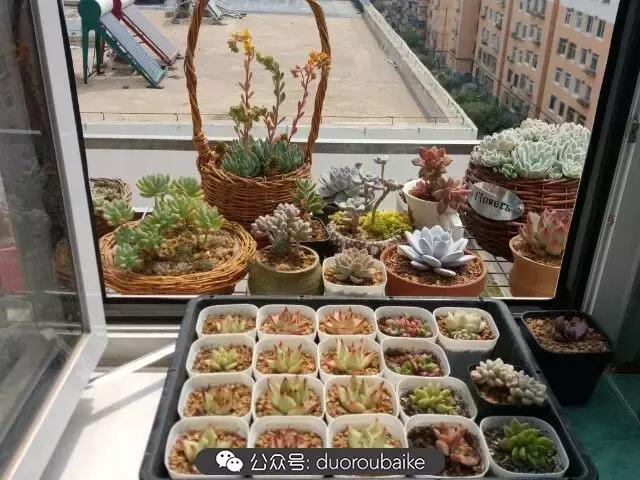 用多肉做花的方法,多肉植物自制方法