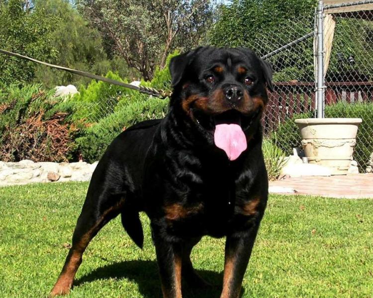 盘点全网最精的狗狗,史上最全狗狗大全