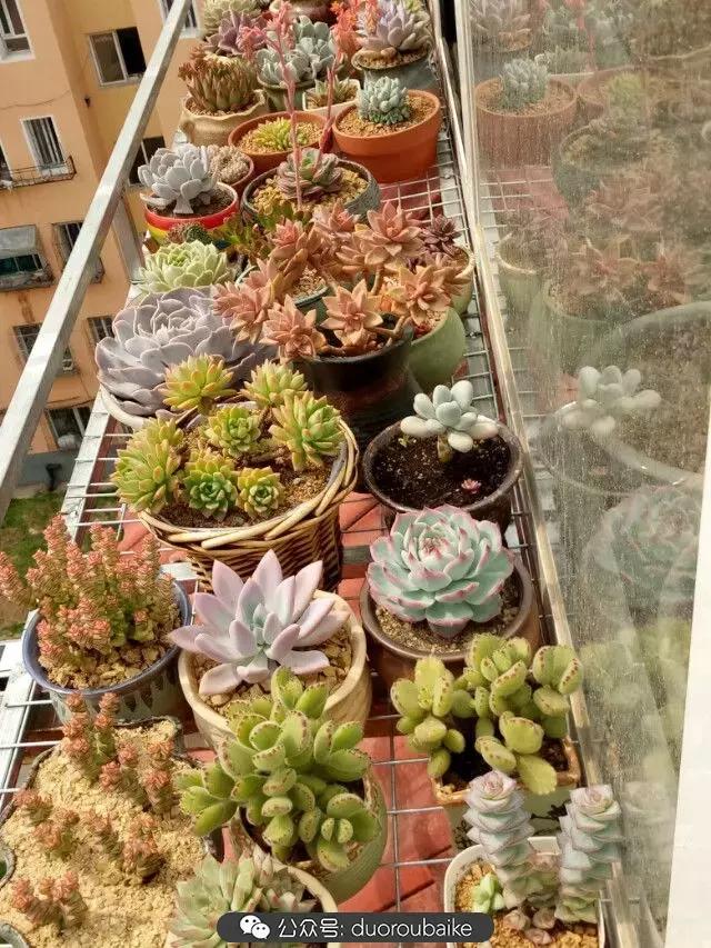 用多肉做花的方法,多肉植物自制方法