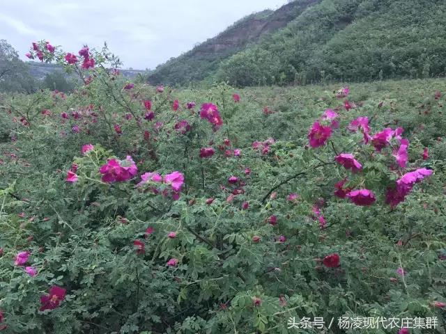 来穿越花海赴春天的约会,龙丽威大马士革玫瑰庄园