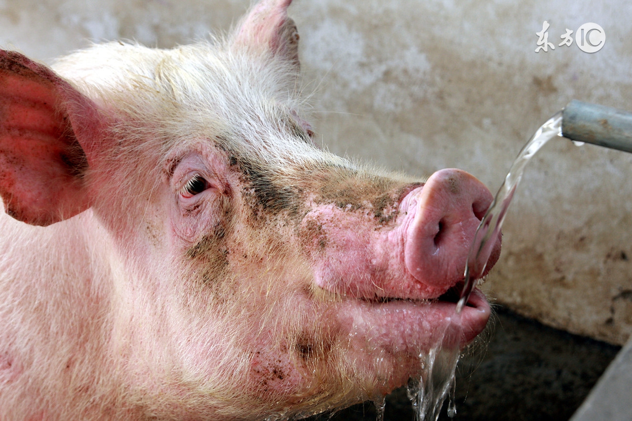 哪个品种母猪产仔率最高,母猪产仔率低怎么解决