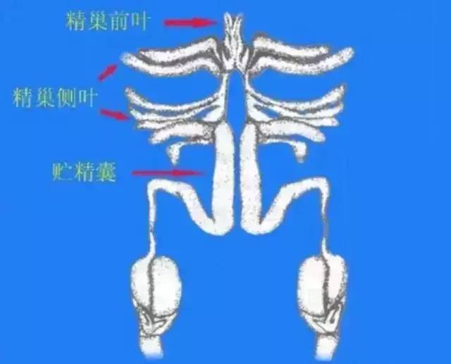 大虾冷冻后还有寄生虫吗,大虾身上有寄生虫怎么办
