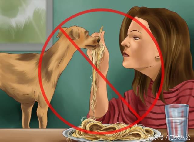 训练狗狗看其他狗不激动,训练狗狗眼睛看着我