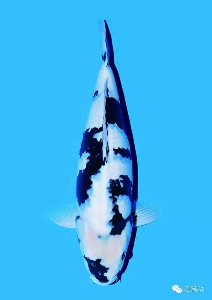 养锦鲤鱼必备鱼药,锦鲤常见鱼药