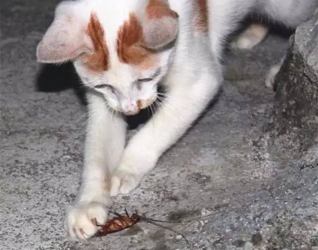 蚊子苍蝇蟑螂有没有办法全部除掉,蚊子苍蝇蚂蚁蟑螂蜈蚣用啥药消灭