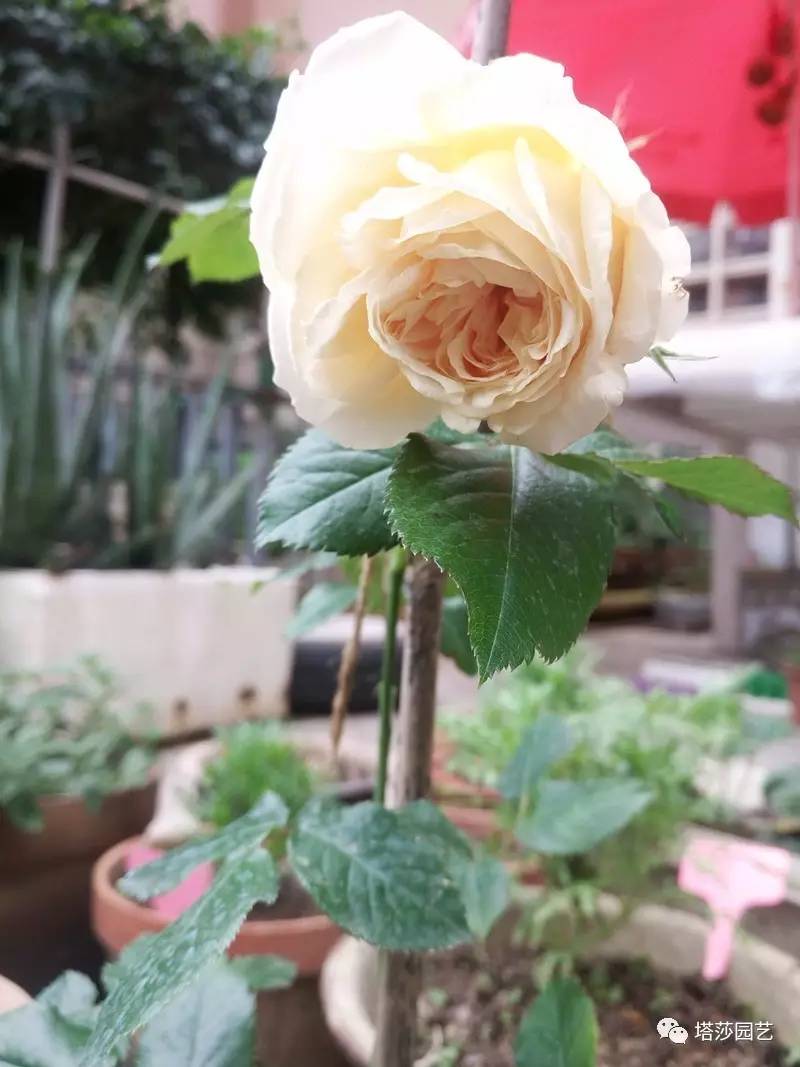 小城花事，泥土中滋生的花园梦