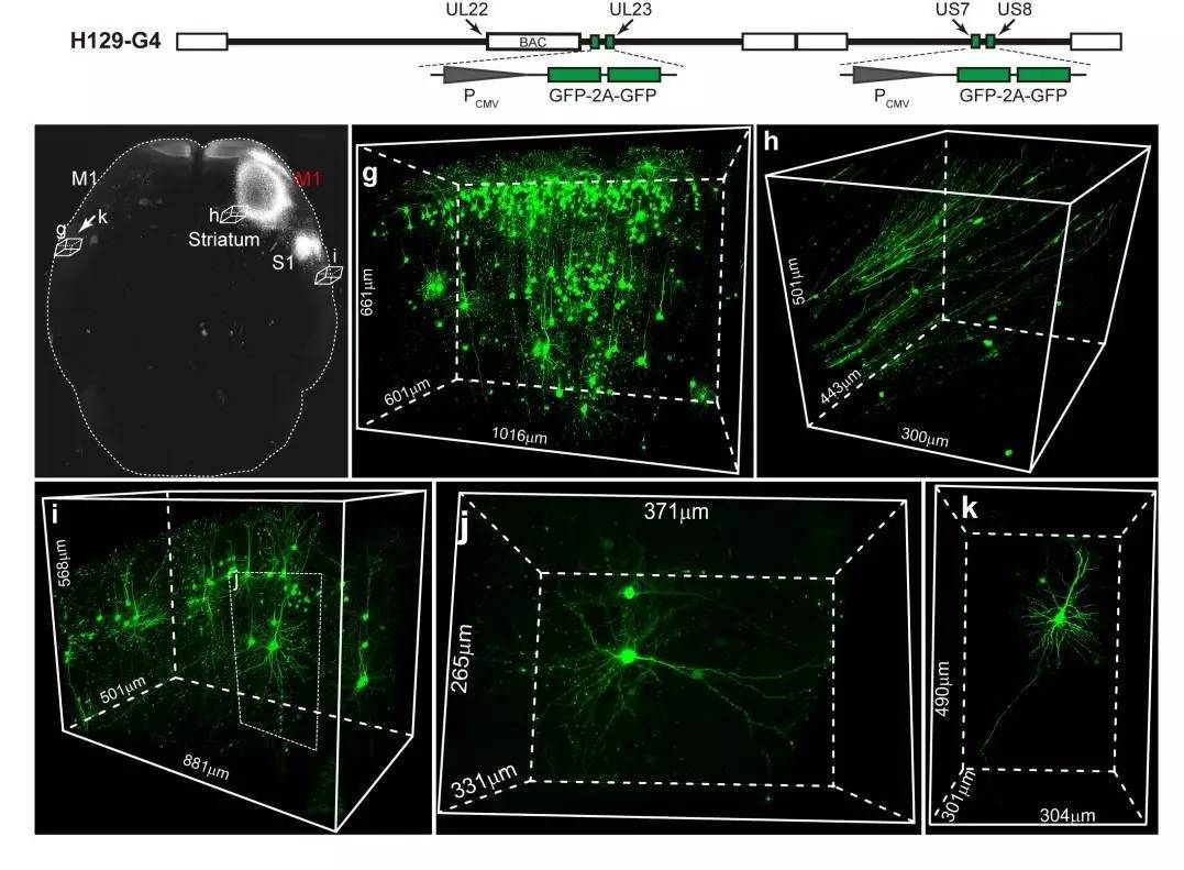 单纯疱疹病毒新药研发,单纯疱疹病毒的研究