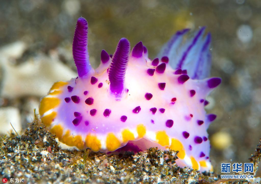 海洋世界奇特的动物,各种奇妙的海洋生物