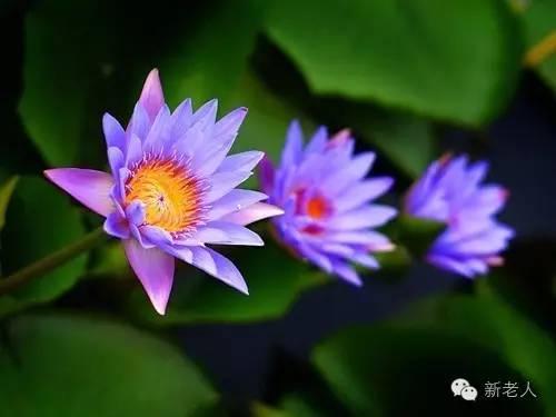 全国56个市花图片,中国各市市花集中图