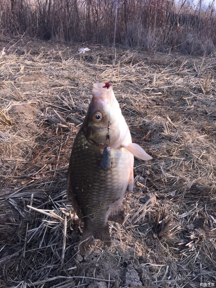 钓鲫鱼红虫带散炮,废弃鱼塘钓鲫鱼