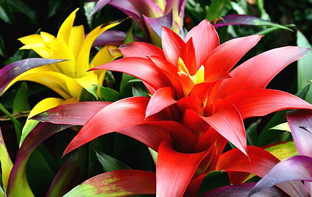 凤梨盆栽怎么养护,观赏凤梨养护