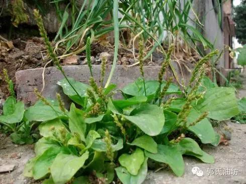 致富经种植药材视频贵州,致富经种地视频