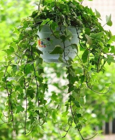 常春藤叶子发黄是怎么回事,常春藤叶子发黄是什么原因