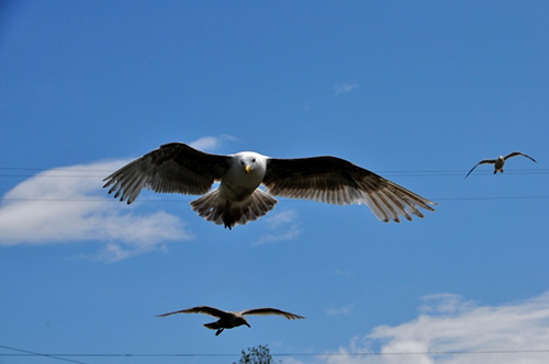 2016看东工酷跑电动车如何扬帆起航！