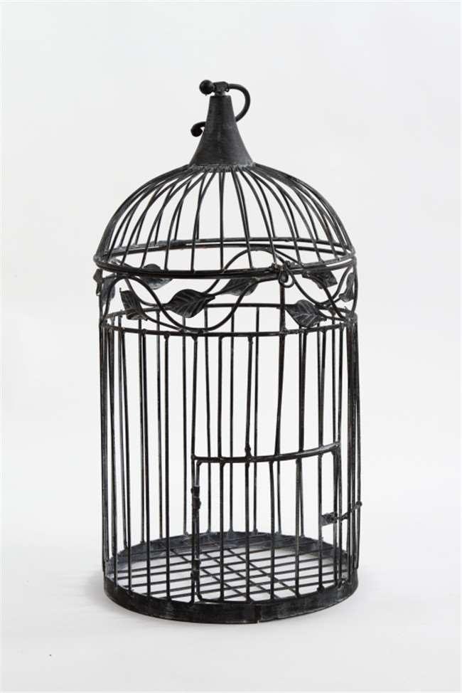 主人故意踩坏鸟笼鹦鹉气得大骂,鸟笼被主人踩烂鹦鹉说话爆脏话