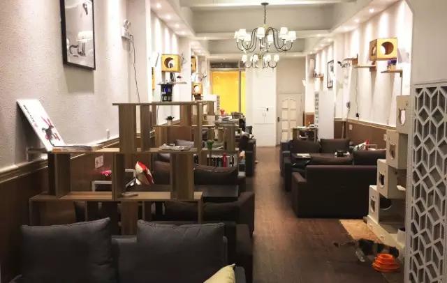 广州宠物咖啡馆,广州宠物咖啡厅推荐