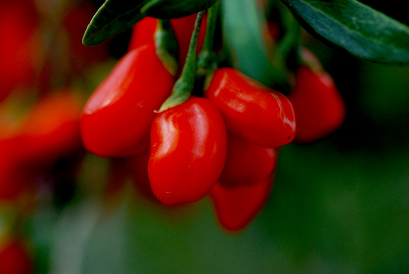枸杞和桂圆泡水喝的正确方法,枸杞和茶叶泡水喝的正确方法
