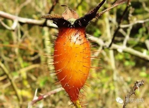 致富经种植药材视频贵州,致富经种地视频