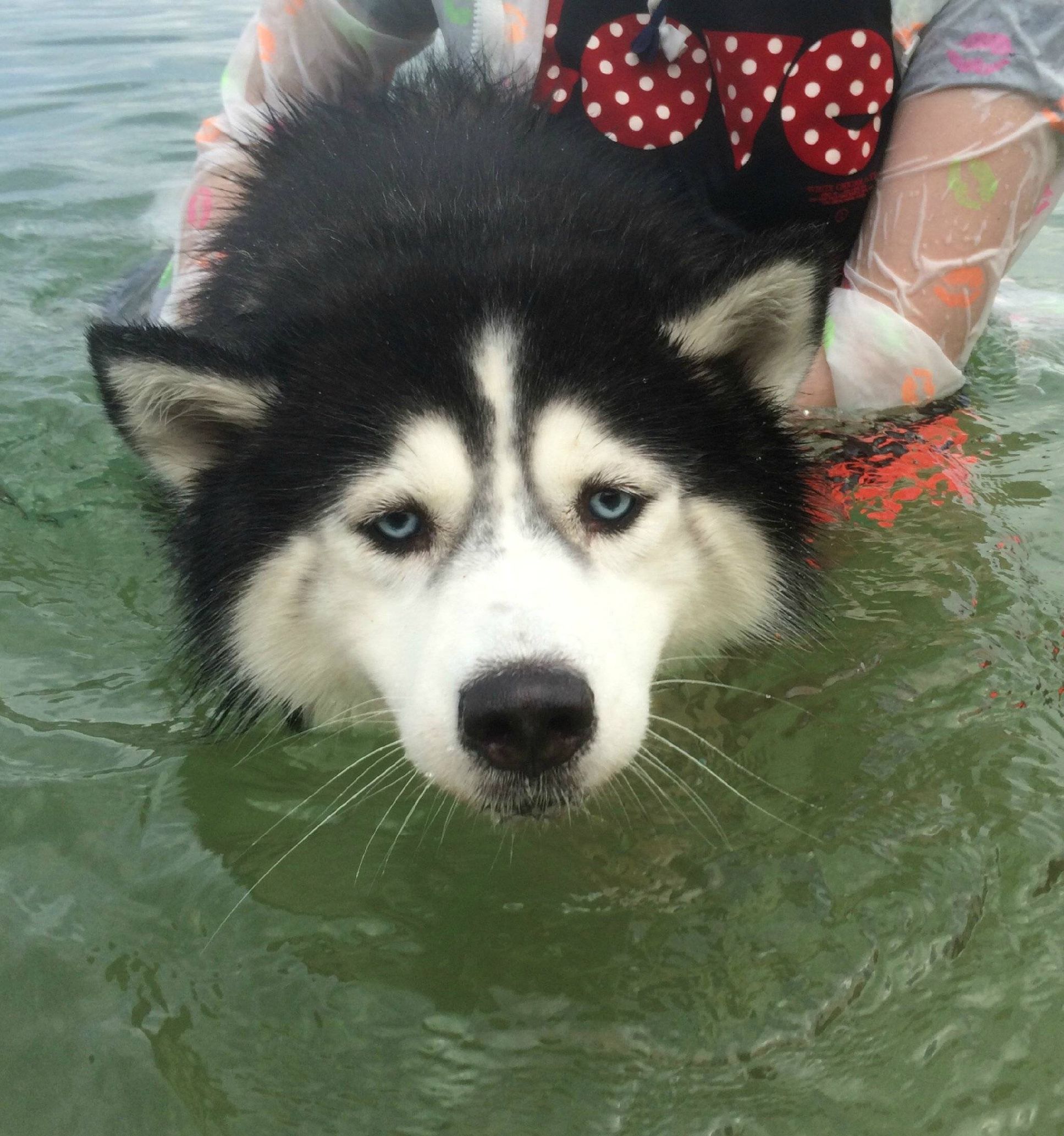 二哈偷吃被揍,二哈偷吃被卡住