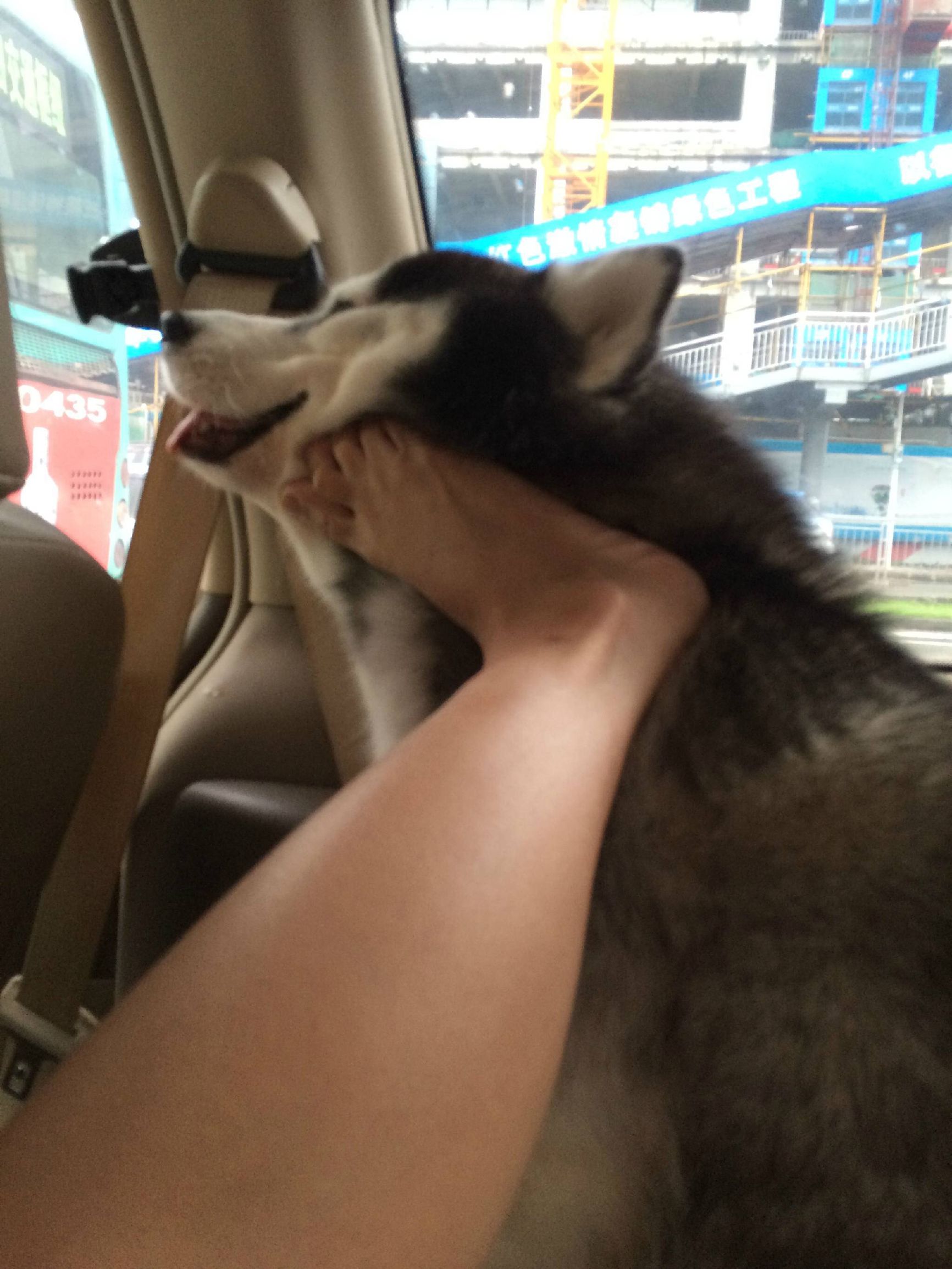 二哈偷吃被揍,二哈偷吃被卡住