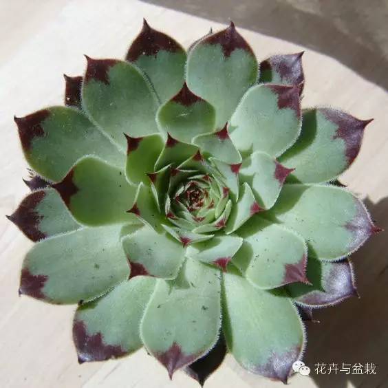 观音莲花的品种,观音莲哪个品种最值钱