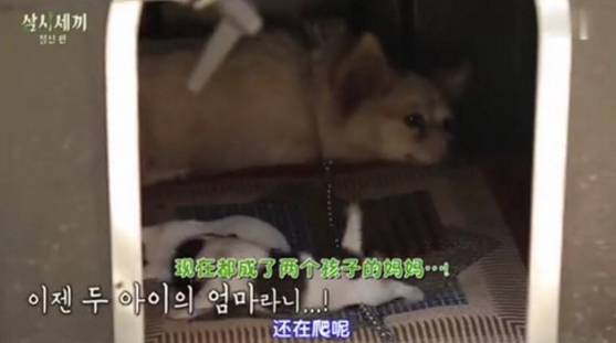 这个韩国男人的综艺养活了半个湖南台，可我们从没抄来他的精髓