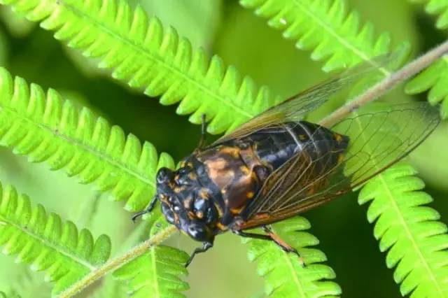 栖霞山丨夏至：翻空白鸟时时见，照水红蕖细细香