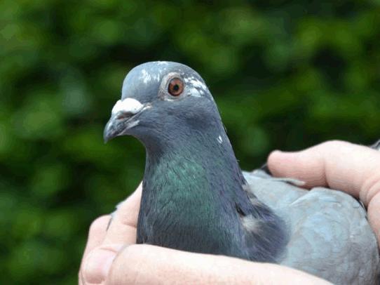 比利时信鸽国家赛,2020年比利时赛鸽国家赛实况