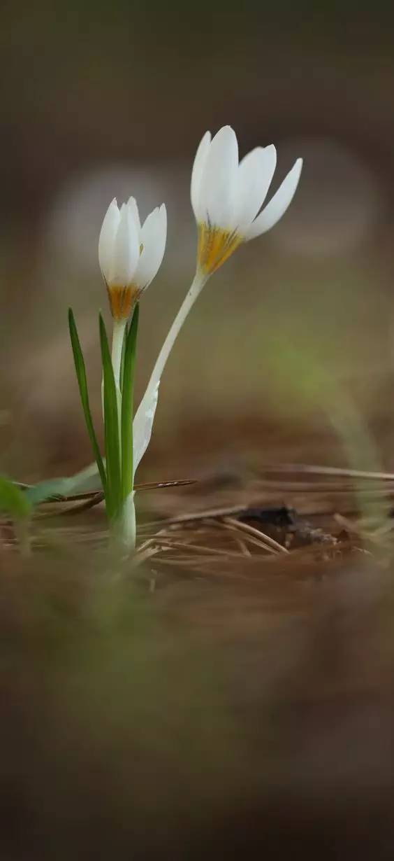 罕见的花红色,正宗藏红花西藏的藏红花