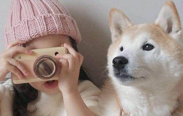 宠物市场狗狗的价格,十种狗狗价格